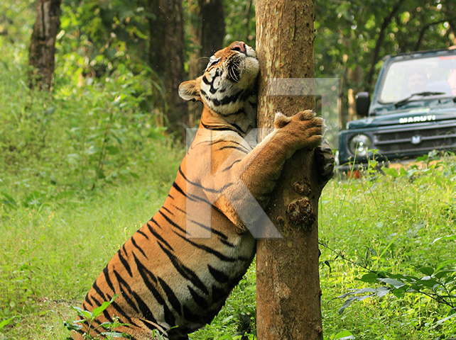 Magnificent Wildlife Tiger Safari in Kanha, India