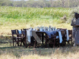 Breakfast-in-bush
