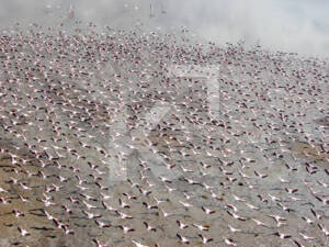 Flamingoes