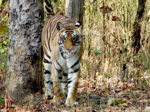 Tiger-kanha